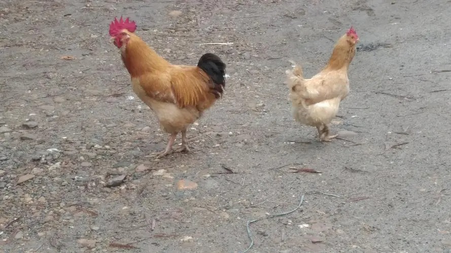 뼦