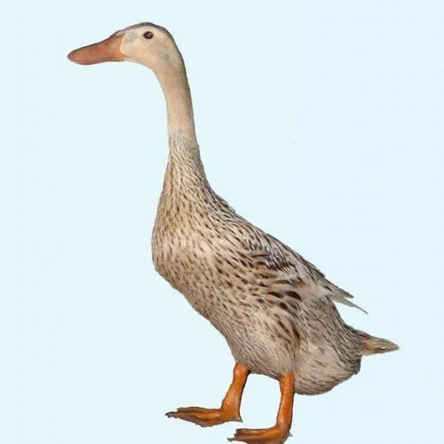 Ѽ