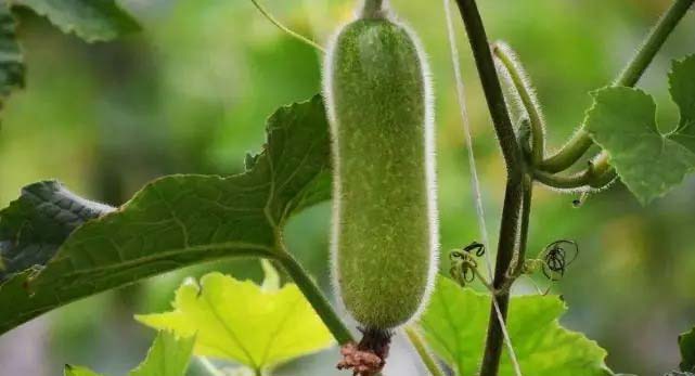 ڹ